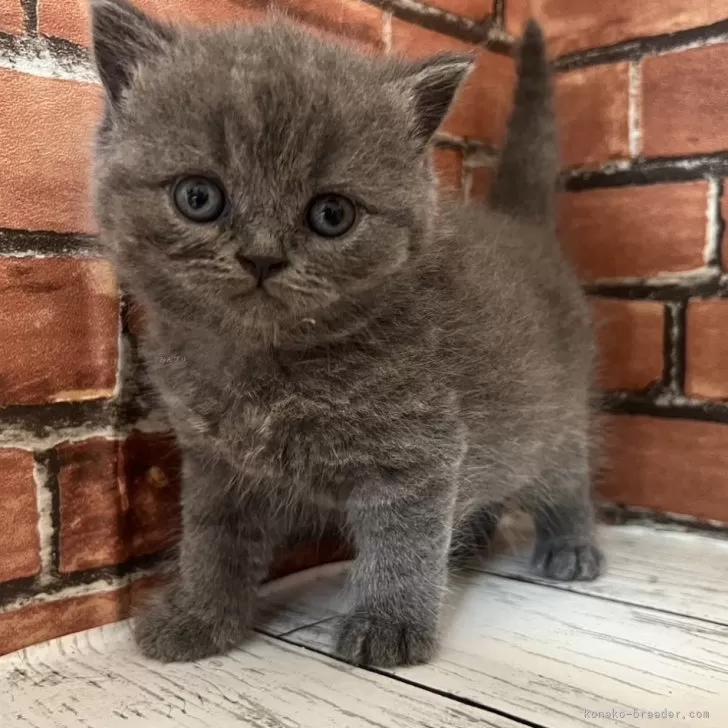 ID：2405-00368の子猫