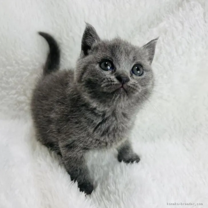 ID：2206-01511の子猫