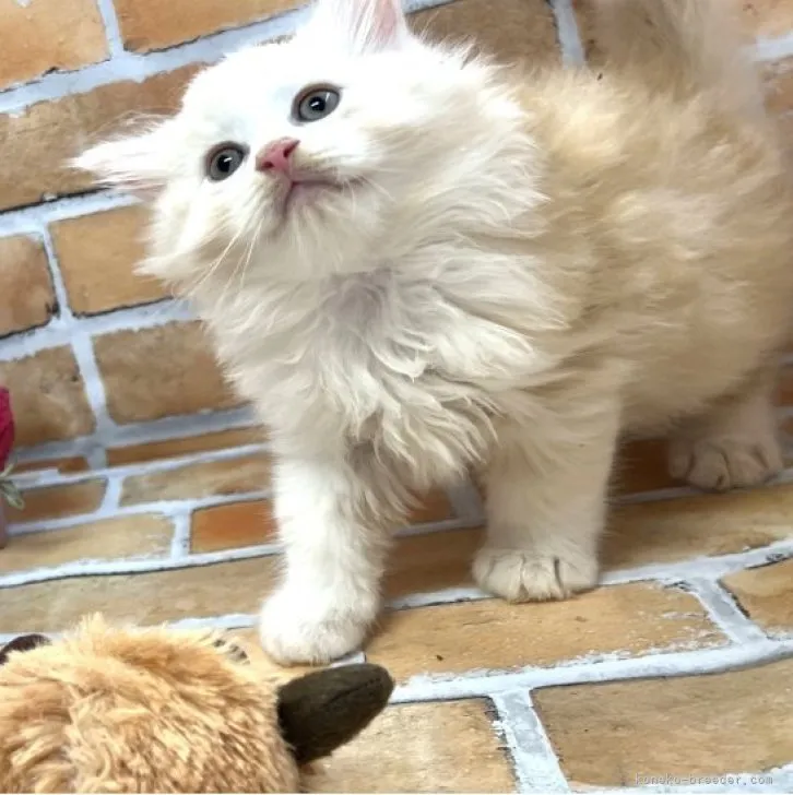 ID：2307-00104の子猫