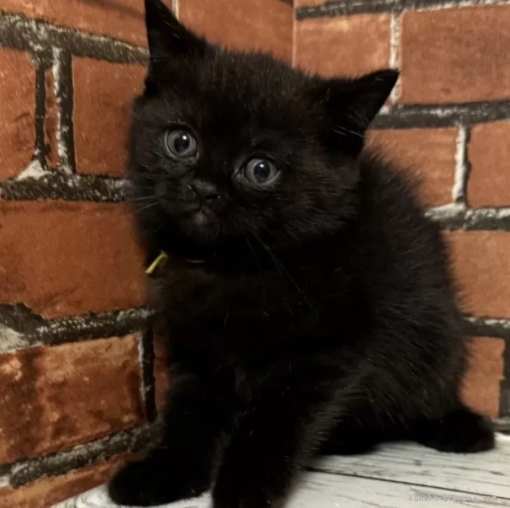 ID:2409-03080の子猫