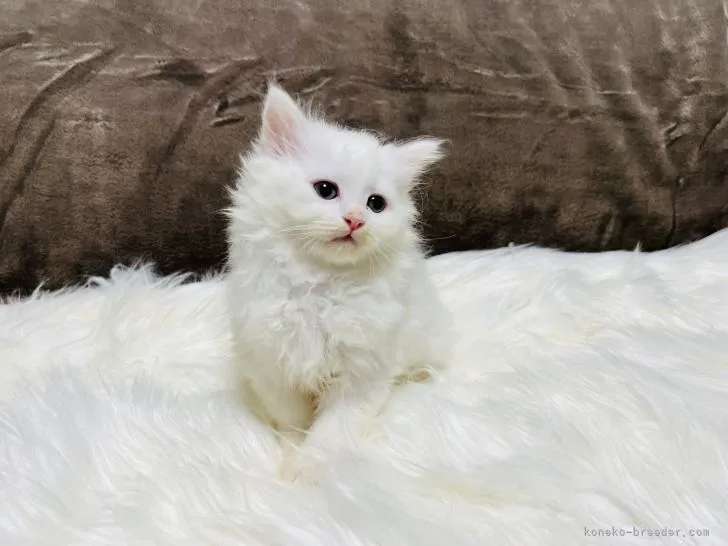 ID:2204-00945の子猫