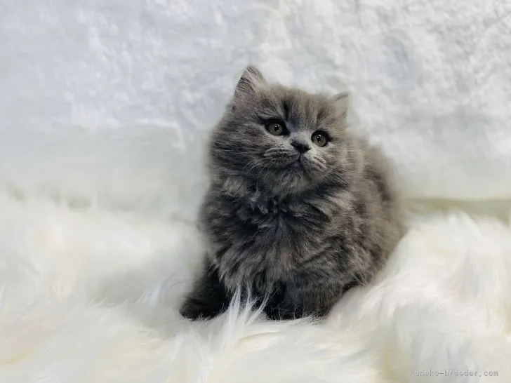 ID：2110-00254の子猫