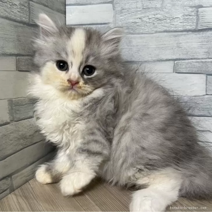ID：2406-01195の子猫