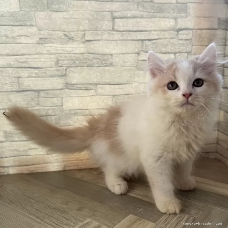 ID：2412-00236の子猫