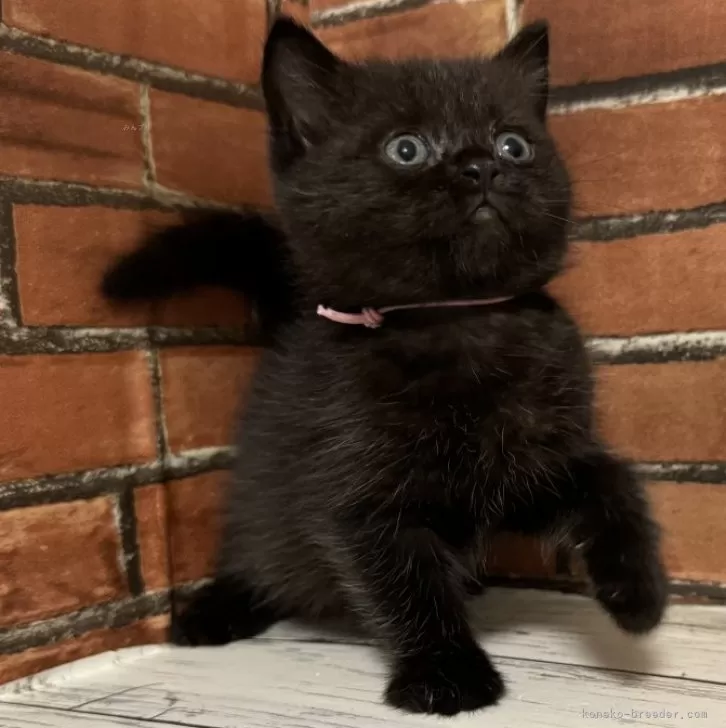 ID:2409-03082の子猫