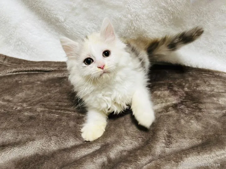 ID：2204-01699の子猫