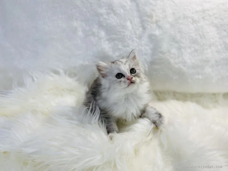 ID：2111-01318の子猫