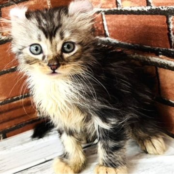 アメリカンカール【大阪府・男の子・2023年5月12日・シルバータビー（ロングヘアー）】の写真「お耳が曲がって可愛いです。」