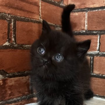 ブリティッシュショートヘア【大阪府・男の子・2024年3月23日・ブラック（ショートヘアー）】の写真「珍しい色のブリティッシュです」