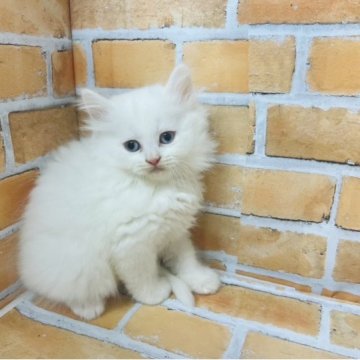 ラガマフィン【大阪府・男の子・2023年3月2日・ホワイトソリッド（ふわふわ）】の写真「真っ白で両目ブルーで綺麗です」