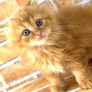スコティッシュフォールド(立ち耳)【大阪府・女の子・2023年4月1日・レッドタビー（ロング）】の写真「モフモフフサフサロングの可愛子大分大きくなりました」