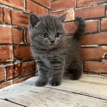 ブリティッシュショートヘア【大阪府・女の子・2024年3月24日・ブルー（ショートヘアー）】の写真「可愛いブリティッシュショートです」