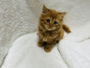 スコティッシュフォールド(立ち耳)【大阪府・女の子・2022年3月22日・レッドタビー（ロングヘアー）】の写真「フサフサのスコちゃんです」