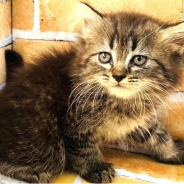 ラガマフィン【大阪府・男の子・2023年6月15日・ブラウン（ロング）】の写真「もこもこふわふわになると思います。」