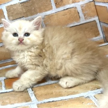 ラガマフィン【大阪府・男の子・2023年5月13日・クリーム&ホワイト（ロングヘアー）】の写真「ふわふわもこもこです。」