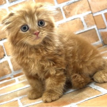 スコティッシュフォールド(折れ耳)【大阪府・女の子・2023年4月1日・レッドタビー（ロング）】の写真「ふわふわもこもこで可愛いです。
大分大きくなりま」