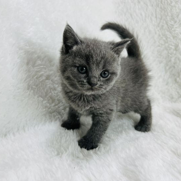 ブリティッシュショートヘア【大阪府・女の子・2022年5月6日・ブルー（ショートヘアー）】の写真「可愛いブリティッシュ❤️」