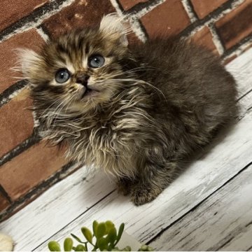 キンカロー【大阪府・女の子・2023年3月20日・ブラウン（ロング）】の写真「小ちゃくて可愛いです。
足長です。」