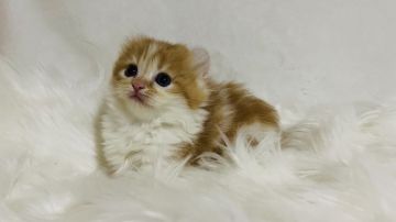 キンカロー【大阪府・女の子・2022年1月13日・レッドタビーアンドホワイト（ロングヘアー）】の写真「♪クルリンお耳の足短キンカロー♪」