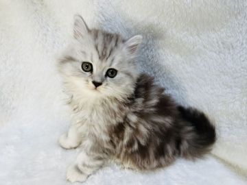 セルカークレックス【大阪府・男の子・2022年5月1日・ブラウンタビー（ロングヘアー（ストレート））】の写真「ふわふわのクリクリ」