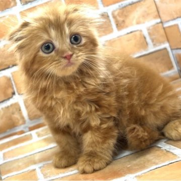 スコティッシュフォールド(折れ耳)【大阪府・女の子・2023年4月1日・レッドタビー（ロング）】の写真「ふわふわもこもこで可愛いです。
大分大きくなりま」