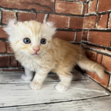 アメリカンカール【大阪府・女の子・2024年9月29日・レッド&ホワイト（セミロング）】の写真「耳が曲がって可愛いです」