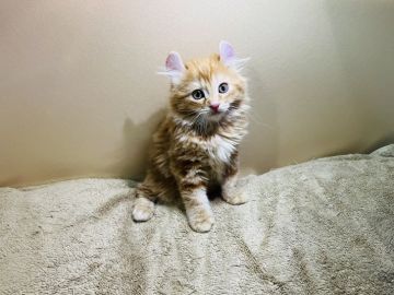 キンカロー【大阪府・男の子・2022年1月13日・レッドタビーアンドホワイト（ロングヘアー）】の写真「お耳がクルリン♪キンカロー♪足長です」