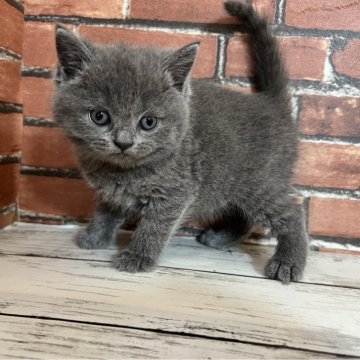 ブリティッシュショートヘア【大阪府・女の子・2024年3月24日・ブルー（ショートヘアー）】の写真「めちゃくちゃ可愛いです」