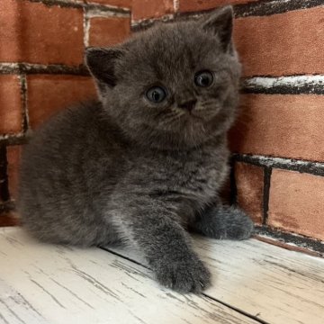 ブリティッシュショートヘア【大阪府・女の子・2024年3月22日・ブルー（ショートヘアー）】の写真「可愛いブリティッシュショートです」