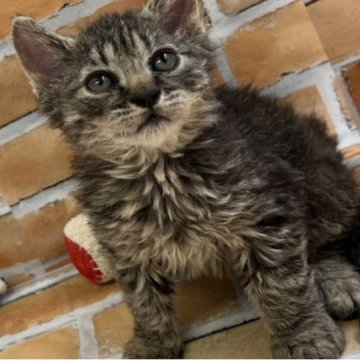 セルカークレックス【大阪府・男の子・2023年6月14日・ブラウンタビー（短毛）】の写真「毛が短くカールしています。」