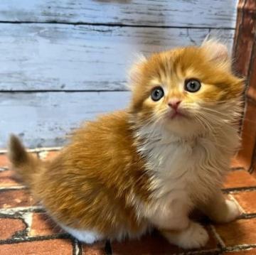 キンカロー【大阪府・男の子・2022年9月28日・レッドタビー&ホワイト（ストレートロングー）】の写真「ふわふわもこもこで耳も綺麗に曲がってます。」