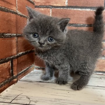 ブリティッシュショートヘア【大阪府・女の子・2024年3月24日・ブルー（ショートヘアー）】の写真「可愛いブリティッシュです」