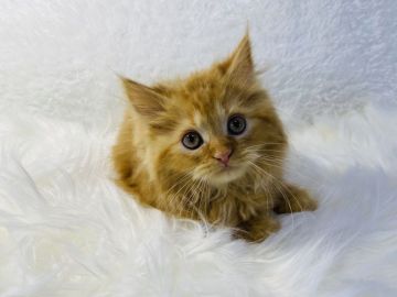 スコティッシュフォールド(立ち耳)【大阪府・男の子・2021年10月3日・レッドタビー（ロング）】の写真「可愛いスコティッシュフォールドのロングヘアー」