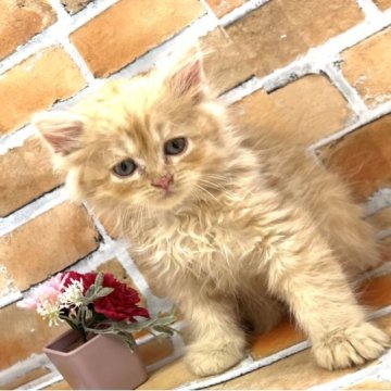 ラガマフィン【大阪府・男の子・2023年5月13日・レッドタビー（ロングヘアー）】の写真「ふわふわもこもこです。」