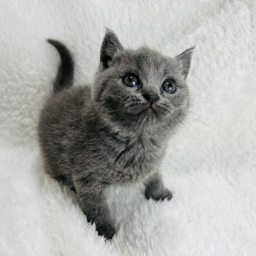 ブリティッシュショートヘア【大阪府・女の子・2022年5月6日・ブルー（ショートヘアー）】の写真「可愛いブリティッシュ❤️」