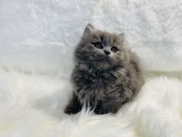 ブリティッシュロングヘア【大阪府・男の子・2021年8月22日・ブルー（ロング（ダブルコート））】の写真「かわいいブリティッシュロングヘアー
ふさふさです」