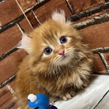 キンカロー【大阪府・男の子・2023年3月9日・レッド（ふわふわ）】の写真「チョウ短足で耳も曲ってめちゃくちゃ可愛いです」