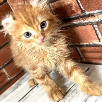 アメリカンカール【大阪府・男の子・2023年5月12日・レッドタビー（ロングヘアー）】の写真「お耳が曲がって可愛いです。」