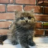 ブリティッシュロングヘア【大阪府・男の子・2022年6月10日・ブルー】の写真1