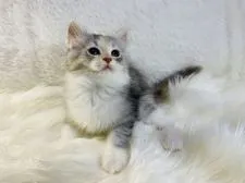 ラガマフィン【大阪府・女の子・2021年10月29日・シルバーパッチドタビーアンドホワイト】の写真1「1/8撮影」