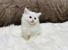 ラガマフィン【大阪府・男の子・2022年2月24日・ホワイト】の写真1