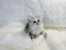 ラガマフィン【大阪府・男の子・2021年9月18日・シルバーアンドホワイト】の写真1