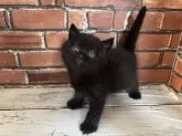 ブリティッシュショートヘア【大阪府・男の子・2024年3月23日・ブラック】の写真2