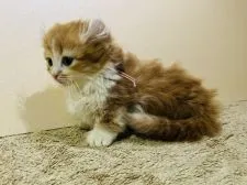 キンカロー【大阪府・女の子・2022年1月13日・レッドタビーアンドホワイト】の写真2