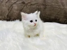 ラガマフィン【大阪府・男の子・2022年2月24日・ホワイト】の写真2