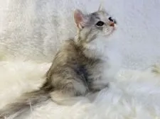 ラガマフィン【大阪府・女の子・2021年10月29日・シルバーパッチドタビーアンドホワイト】の写真3「1/8撮影」