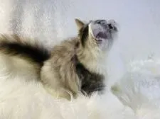 ラガマフィン【大阪府・男の子・2021年9月22日・シルバータビー アンド ホワイト】の写真4「1/8撮影」