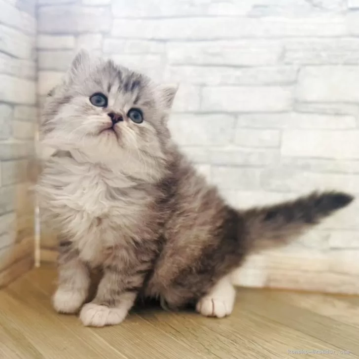 ID：2505-00612の子猫