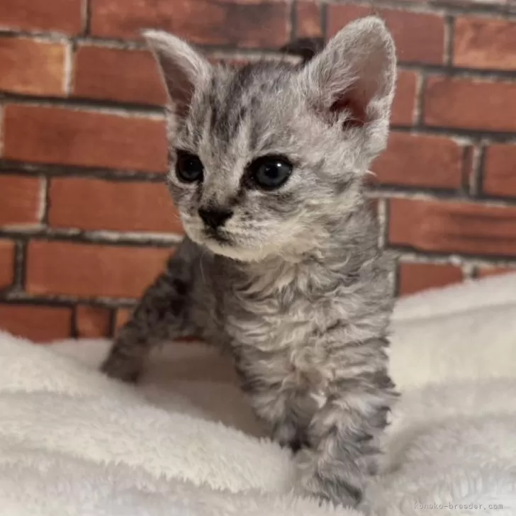 ID:2503-02321の子猫