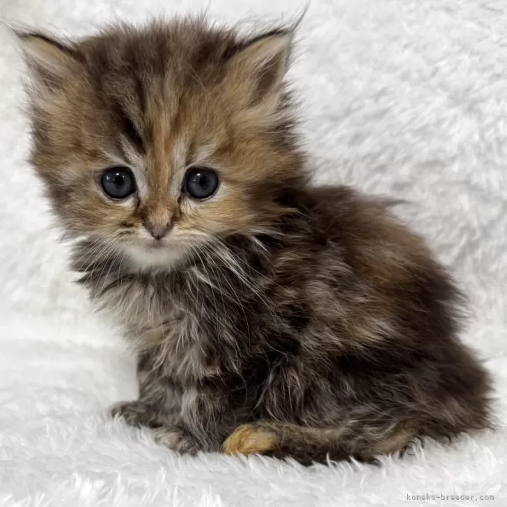 マンチカン(長足)【大阪府・女の子・2025年9月18日・ブラウン】の写真1「出産の時にお母さんが間違って尻尾を噛んでしまって尻尾がありません。ご了承の程よろしくお願いします。」